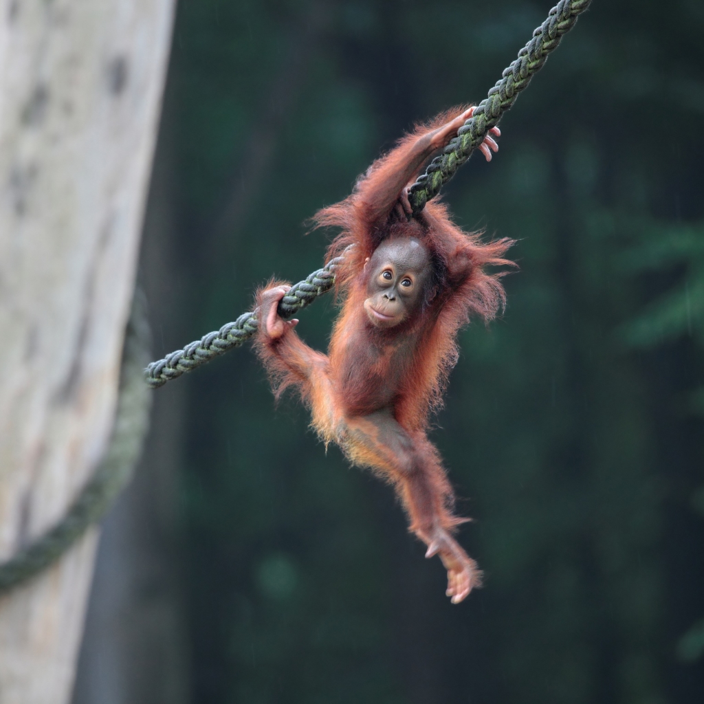 Orangutan Pfp