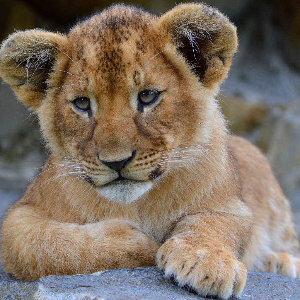 Download Cub Baby Animal Lion Animal PFP