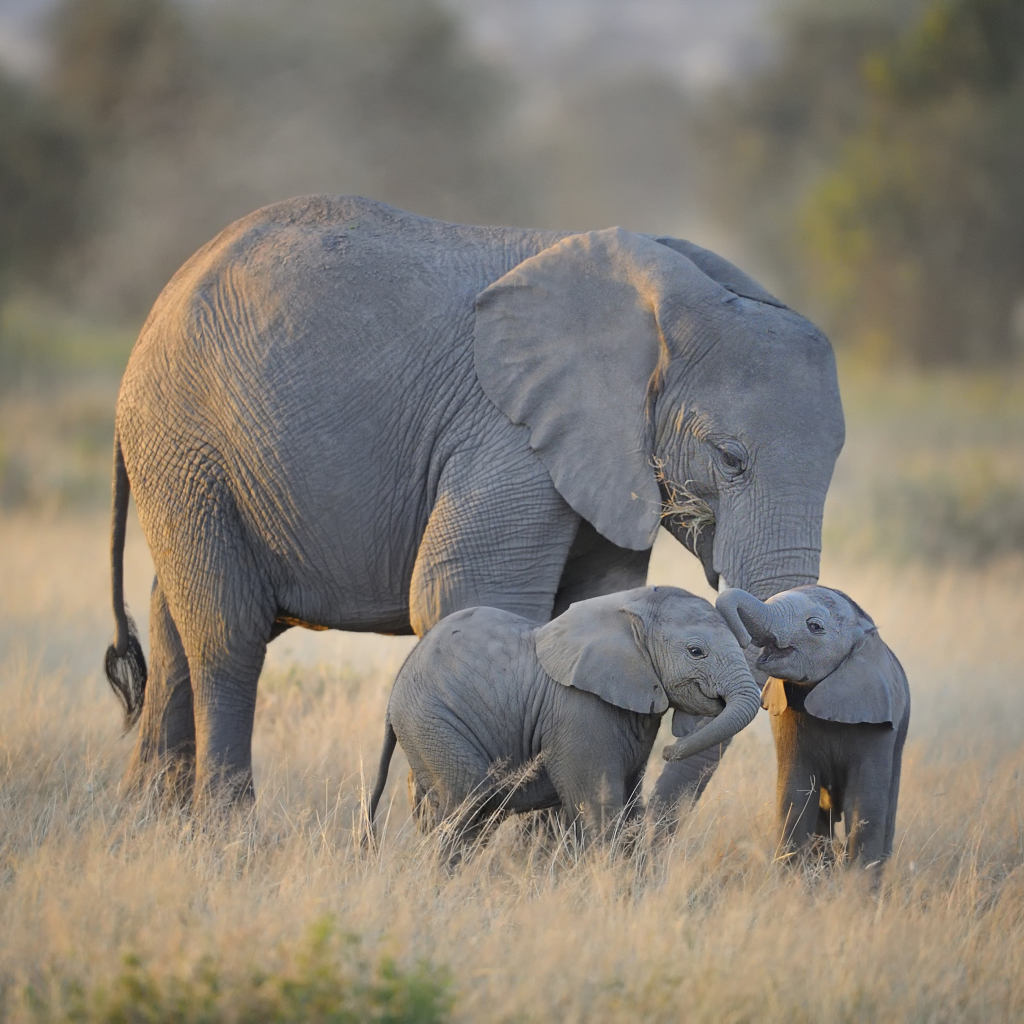 Mother Elephant and Her Babies by Diana Robinson