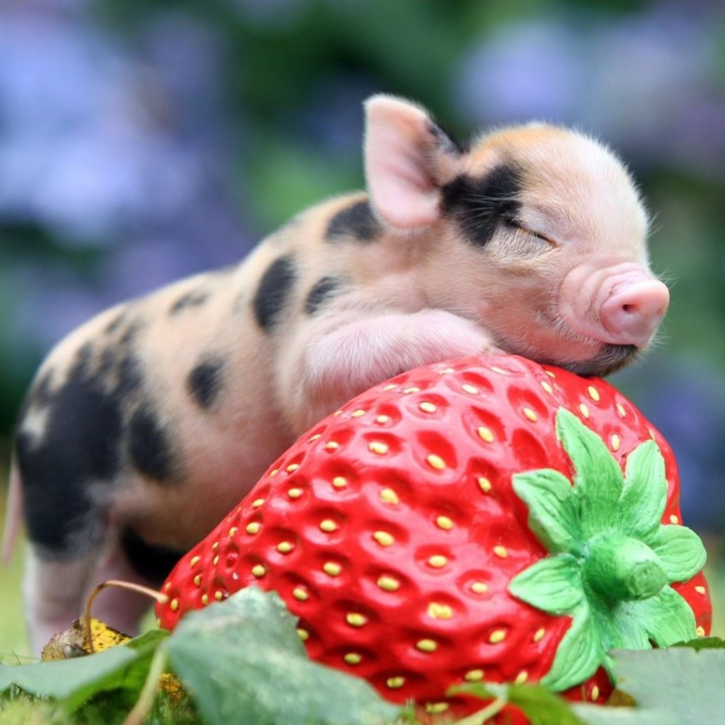 Piglet on a Strawberry