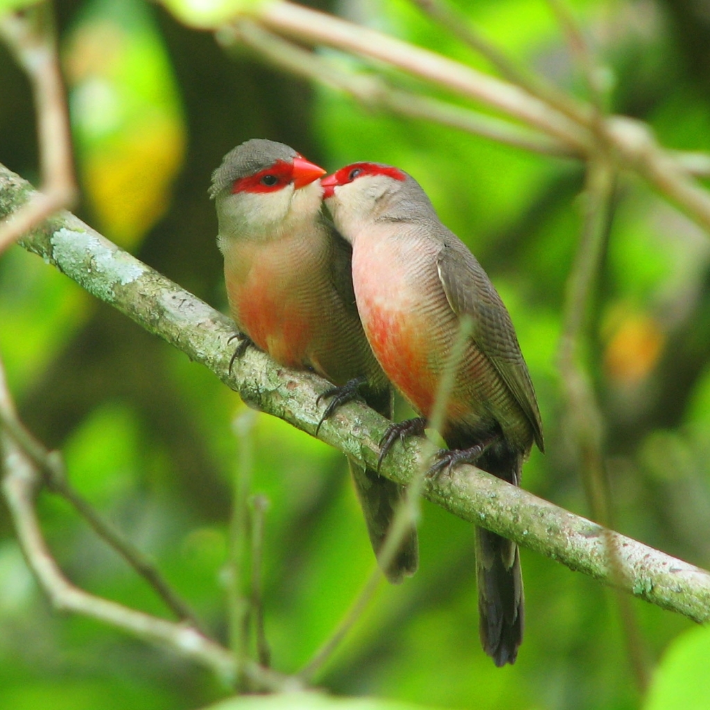 Red-Masked Finches Kissing