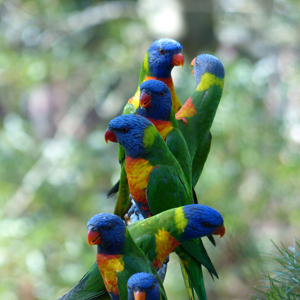 Colorful Parrots