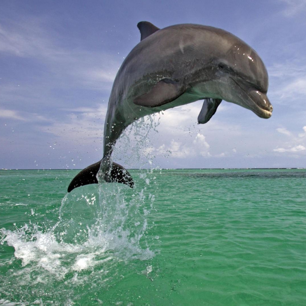 Dolphin Pfp