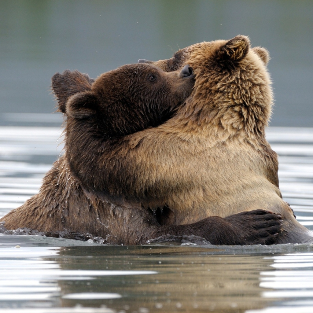 A Big Bear Hug