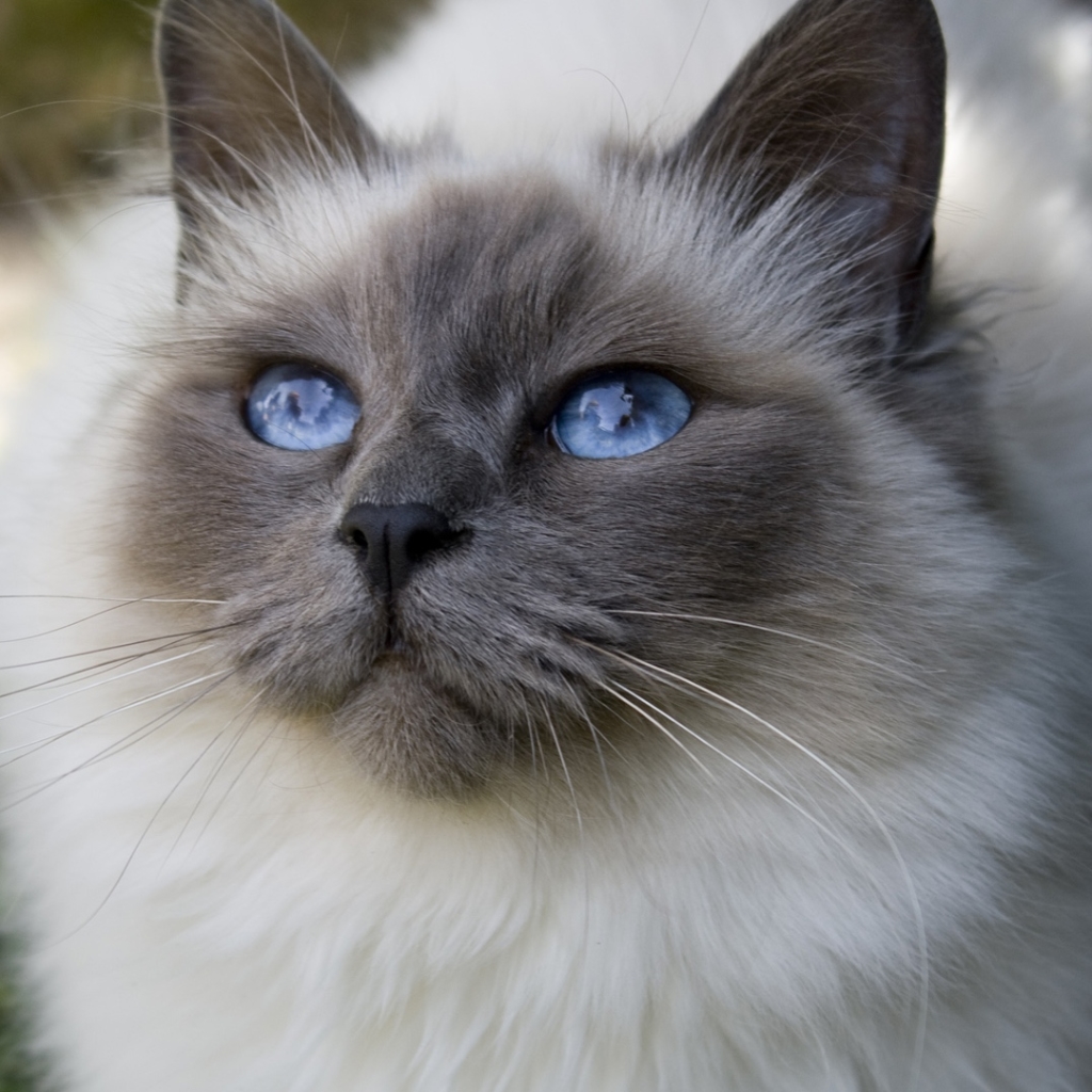 Blue-Eyed Cat