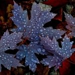 Download Nature Leaf PFP