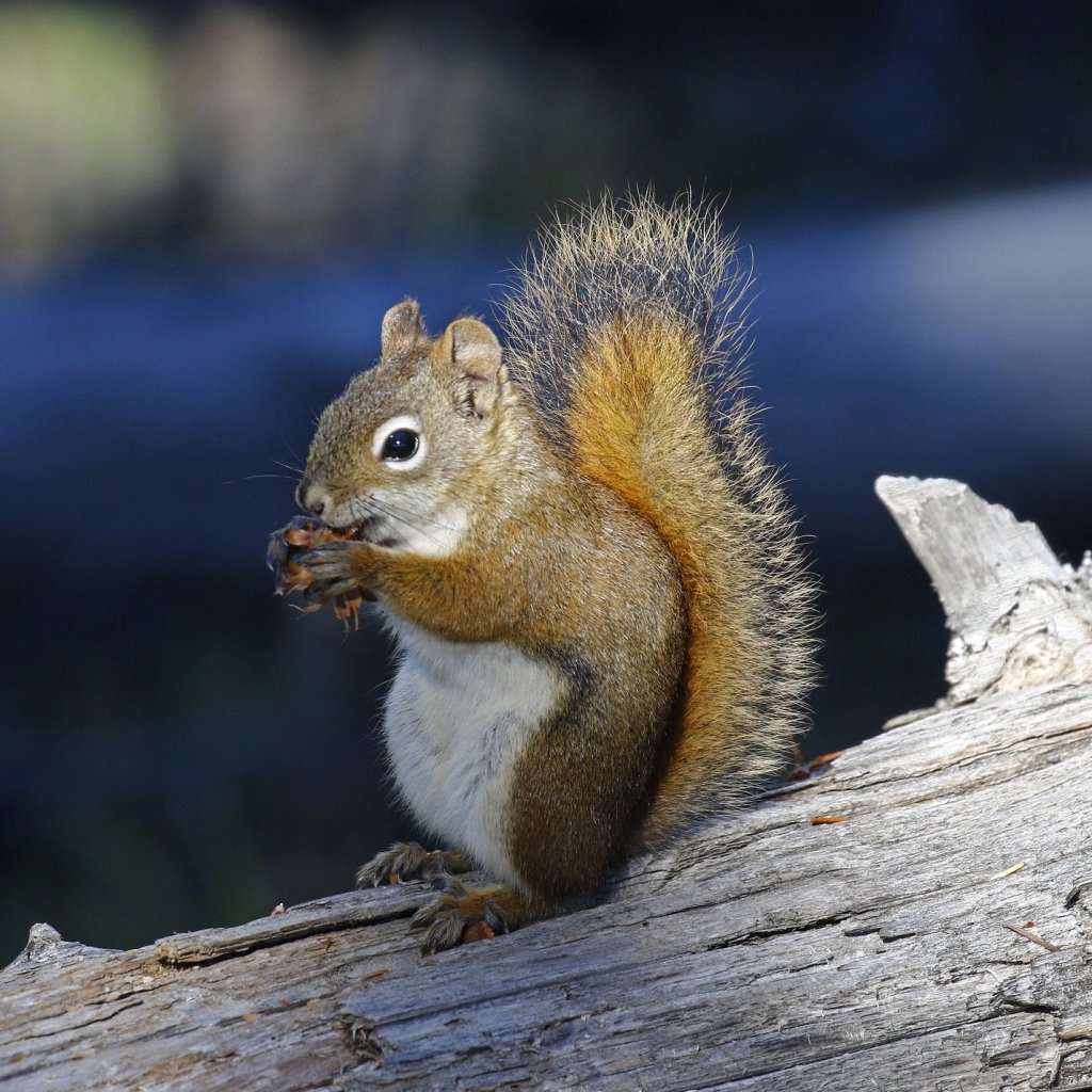 Squirrel Forum Avatar | Profile Photo - ID: 272674 - Avatar Abyss