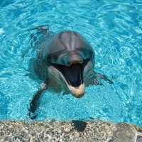 30+ Dolphin pfp