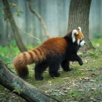 49 Red Panda Forum Avatars | Profile Photos - Avatar Abyss