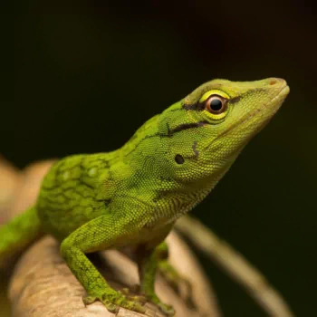 reptile lizard Animal green anole PFP