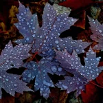nature leaf PFP