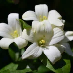  A Flowering Jasmine