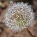  Inside Look At A Dandelion