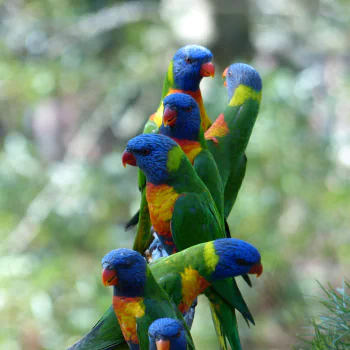 Rainbow Lorikeet PFP