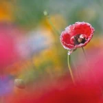 nature poppy PFP
