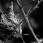 nature leaf PFP
