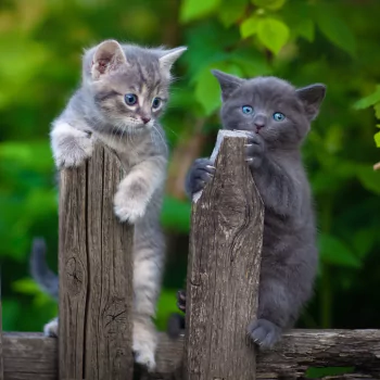 fence kitten baby animal cat Animal PFP