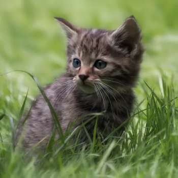 baby animal kitten grass cat Animal PFP