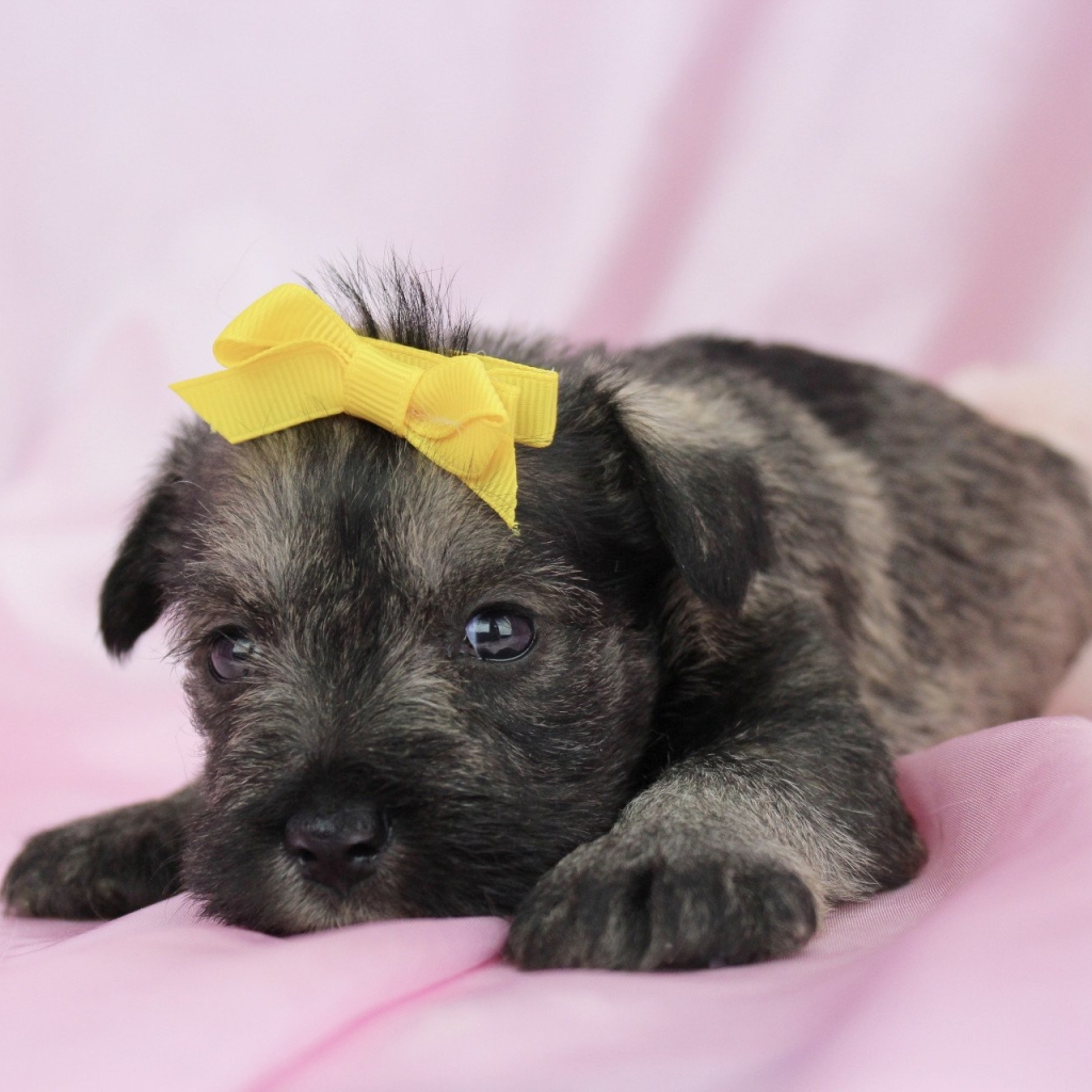 Cute Schnauzer Puppy with Bow