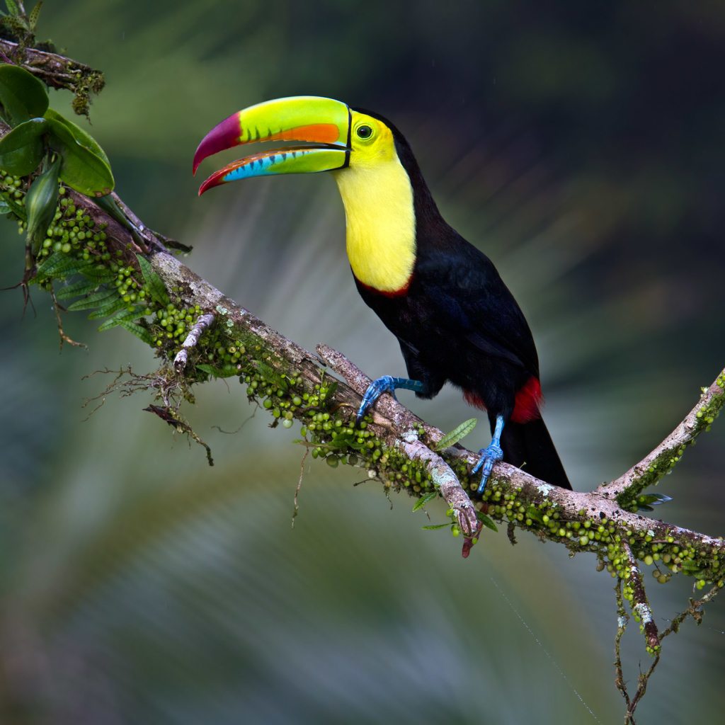 Toucan on Tree Branch