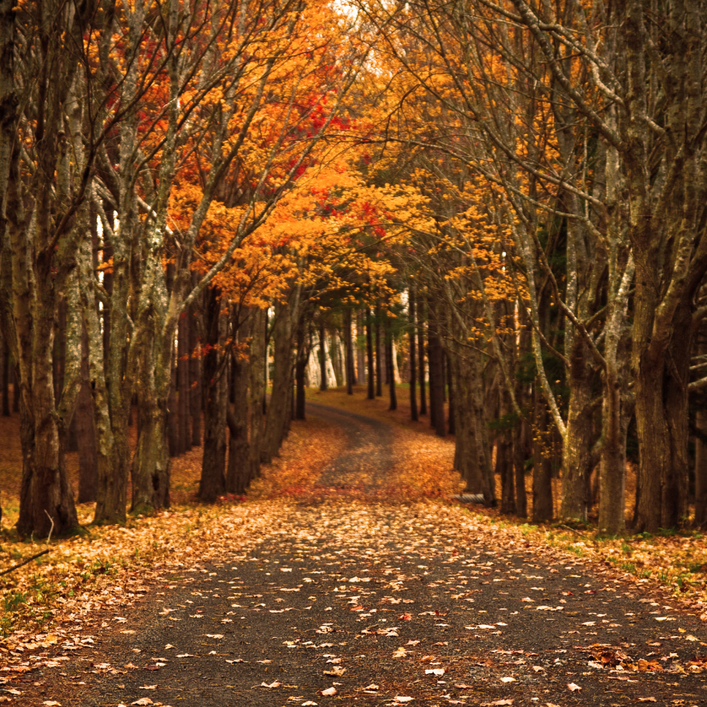 Autumn Archway in Forest