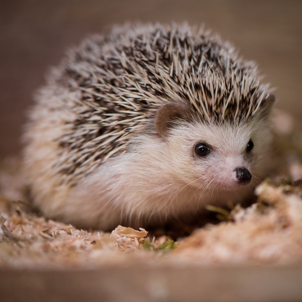 Hedgehog Pfp