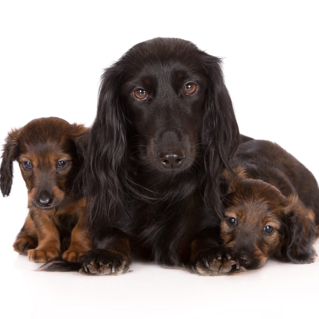 Long-Haired Dachshund and Her Puppies