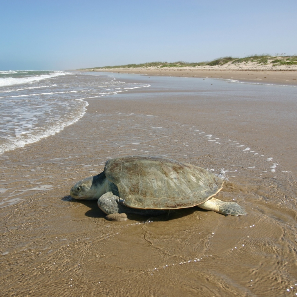 Endangered Female Kemp's ridley sea turtle by skeeze