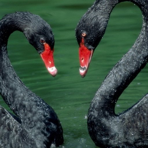 Download Animal Black Swan PFP