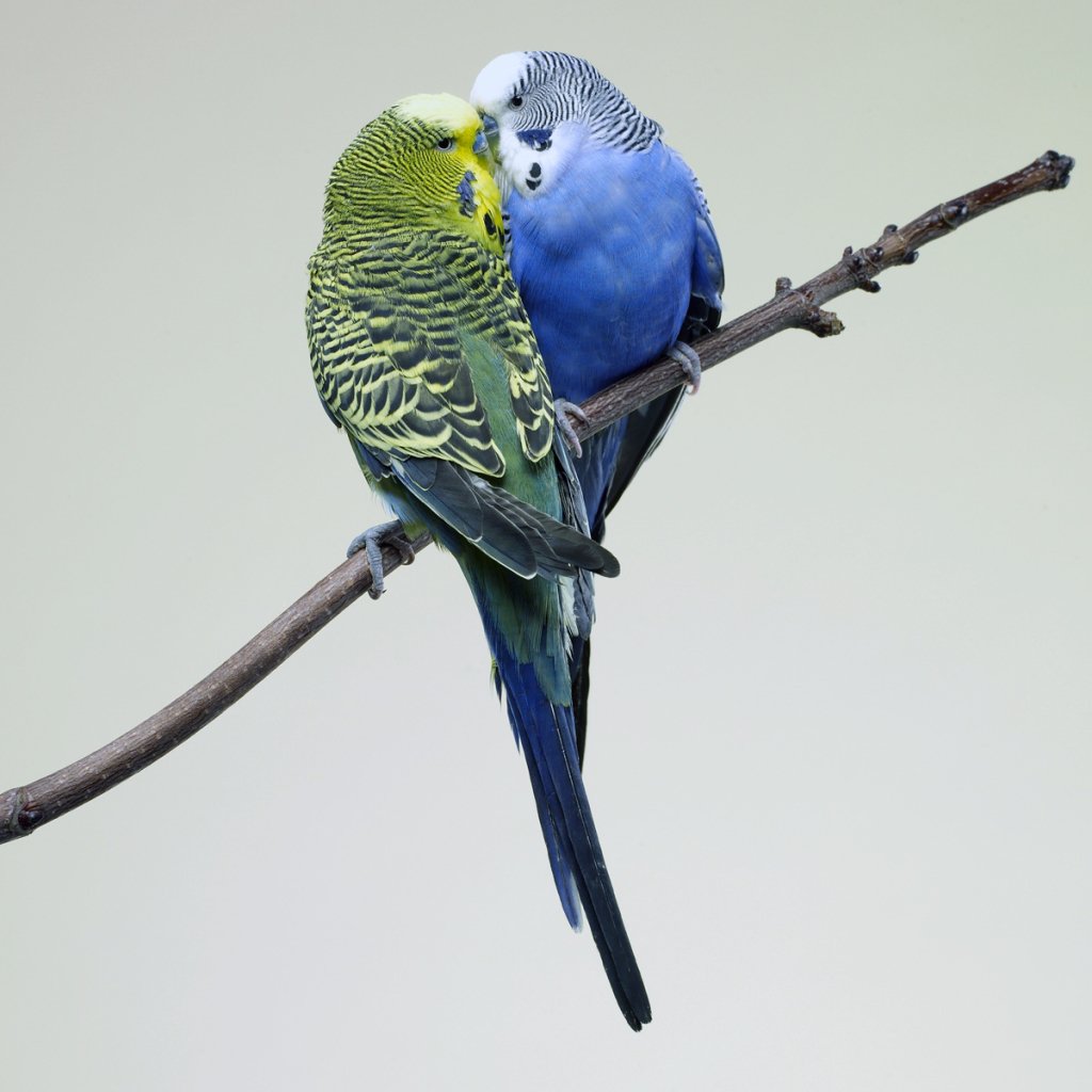 Download Budgerigar Parrot Bird Animal PFP