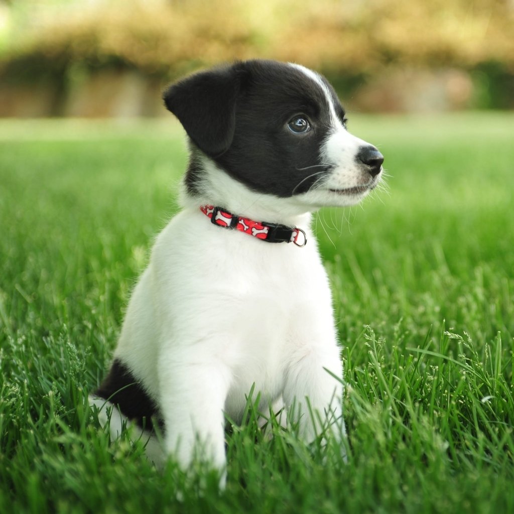 Forum avatar/pfp: a black-and-white puppy (animal) sitting in green grass, wearing a red patterned collar.