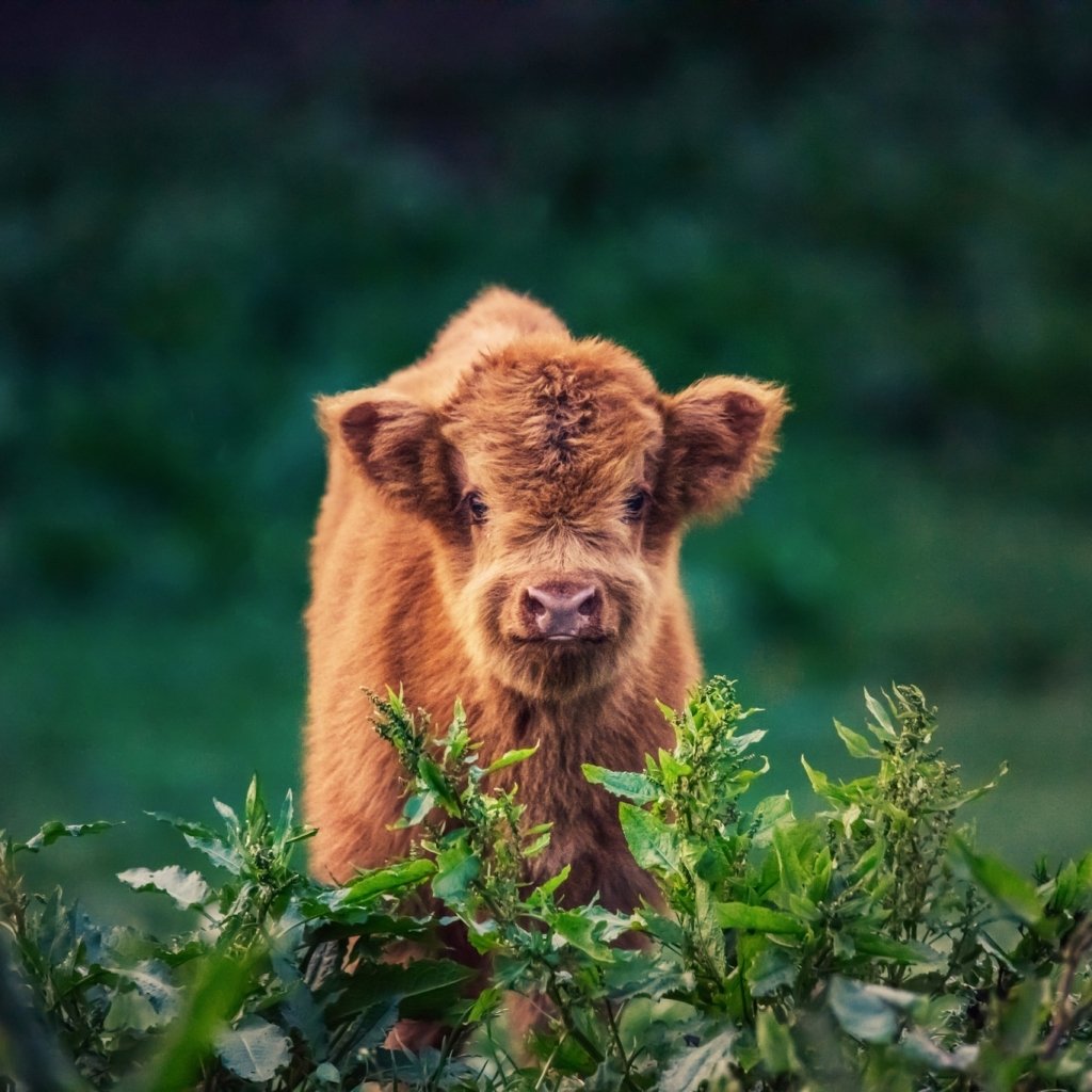 Download Baby Animal Cow Animal PFP