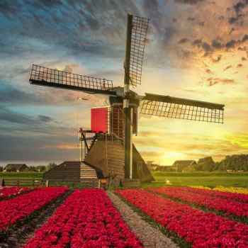 windmill Netherlands tulip flower field man made PFP