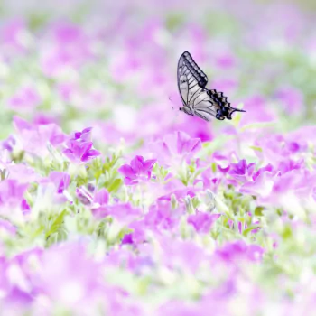 Petunia and Asian Swallowtail by vanilla_graph