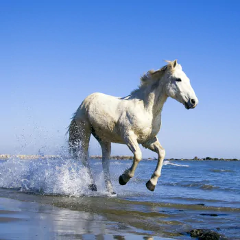  Horse Running On A Beach