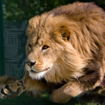 Animal lion PFP