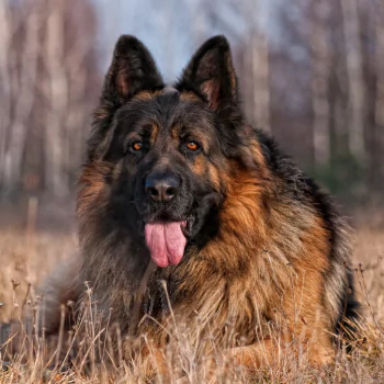 German Shepherd PFP