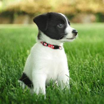 puppy Animal PFP