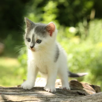 kitten baby animal cat Animal PFP
