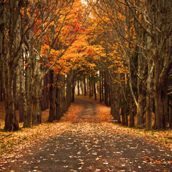  Autumn Archway in Forest