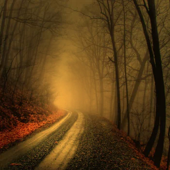 forest path nature fog PFP