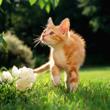 kitten grass cat Animal PFP