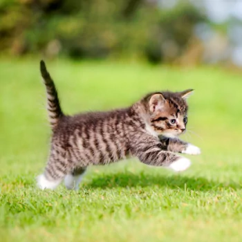 blur baby animal grass kitten cat Animal PFP