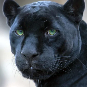 Animal black panther PFP