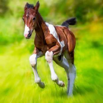blur foal baby animal horse Animal PFP