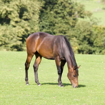  Grazing on some grass