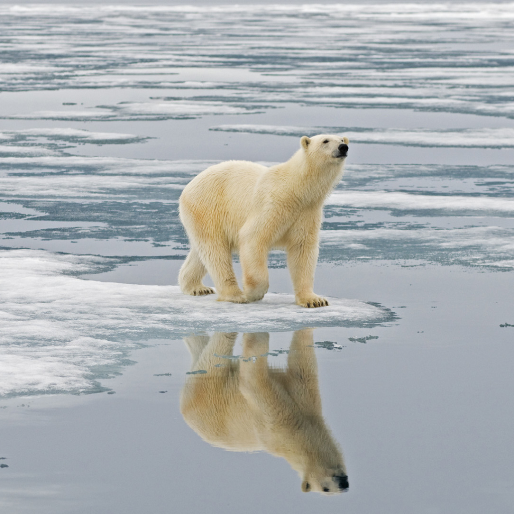 Download Reflection Polar Bear Bear Animal PFP