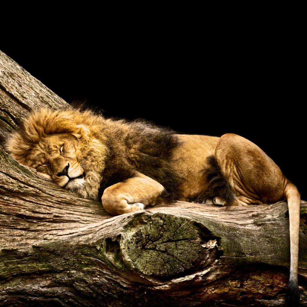 Фф sleeping lions автор litmasily. Лев. Лев спящий.