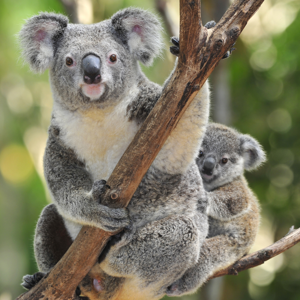 Koala Pfp