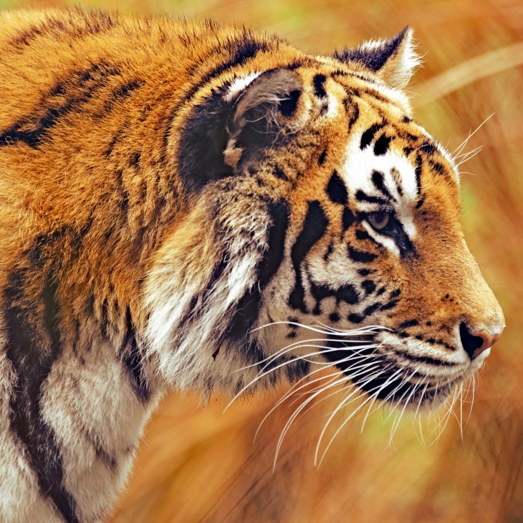 Download Tiger Animal Pfp